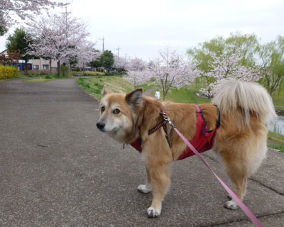 ���������̓g���C�́H