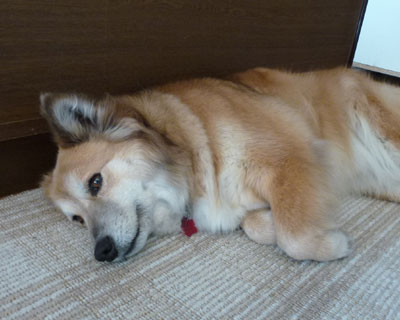 �A�����Ƃ���Ă�񂾂�