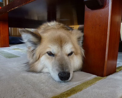 �ߍ��ً͋}�n�k�x��Ŕ���悤�ɂȂ���