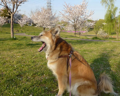 �҂������炠���т��o��