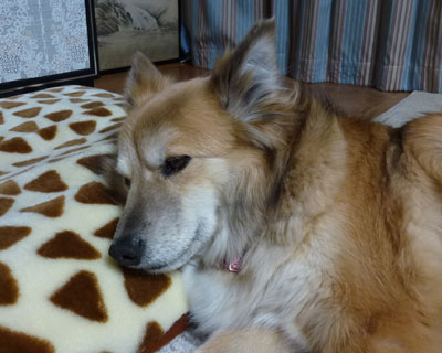 �邪�������̂����̂���