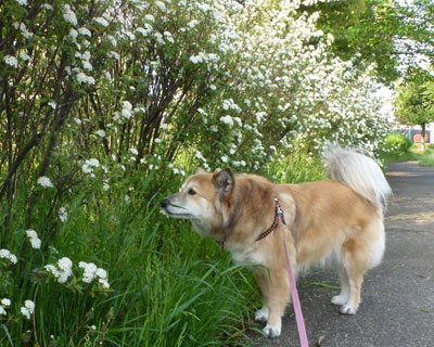 �Ԃ���Ȃ��Ă��̑��P�{��������