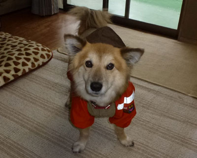 �J�b�p�ł����܂���