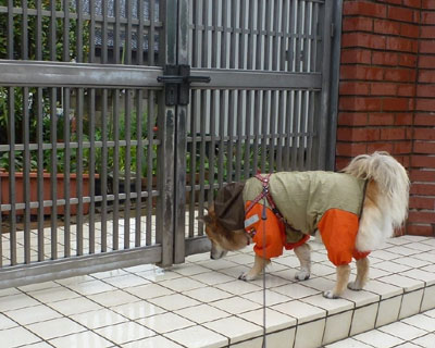 ���F�B���̉ƂȂ̂Ńj�I�C���Z��