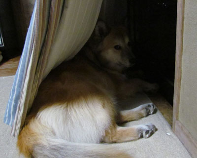 �O�ɏo�����ƃA�s�[��