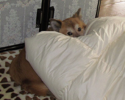 �������z�c��ς܂ꂽ