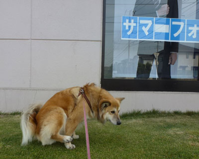 ���p�̃R�i�J�̎Ő�