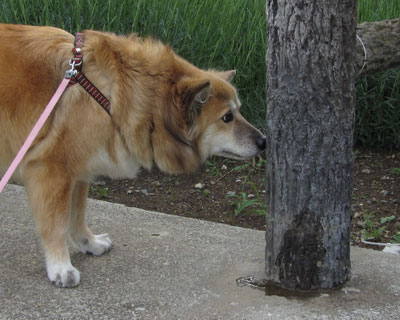 �Ȃ񂩐V�N�ȃj�I�C������