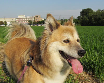 �t���ς̐H�ׂ��������