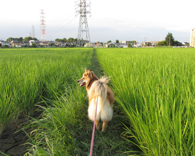 �V���͏�������