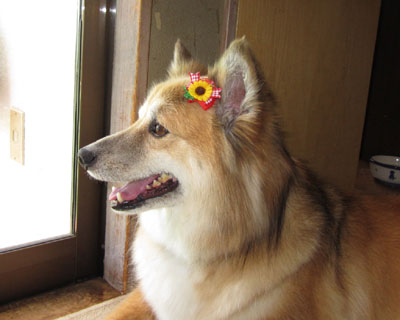 �������Ő���ɏo���ꂽ