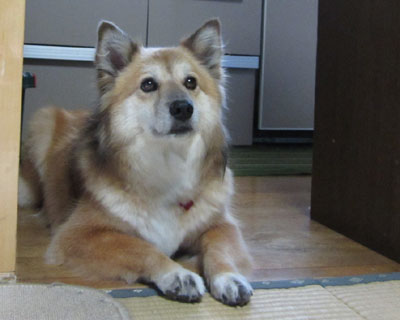 �����͔��a����