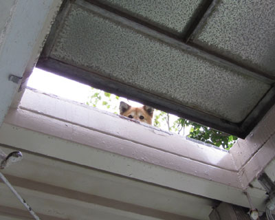 �Ɛ��w�͌����I