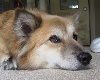 SX230�͋C�ɓ����Ă�݂�������