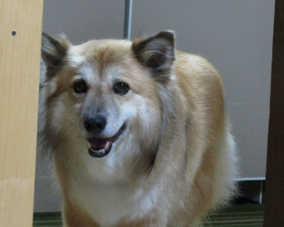 �܂����킢����