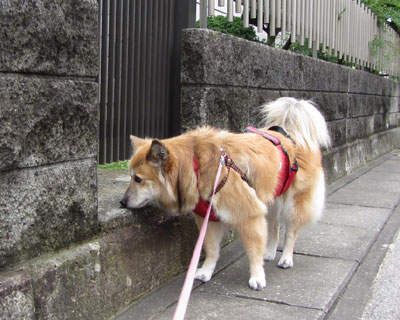 �����ŕK���j�I�C��������