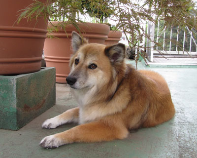 �؉A�͗������񂾂�