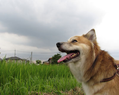 ���킢�����ŗ������Ȃ�