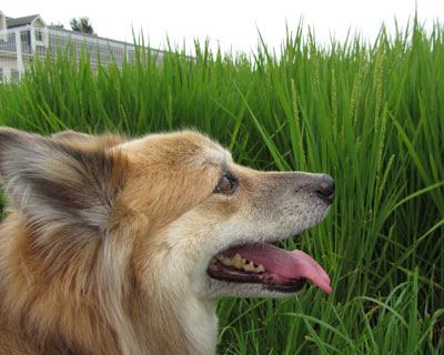 �z���o�Ă�����