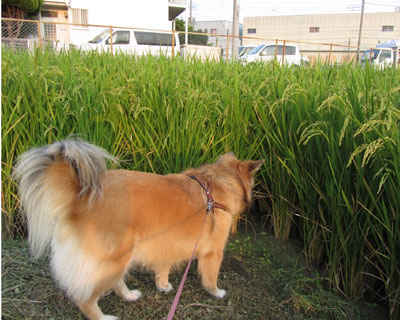 �Ȃɂ�����悤�ȋC������