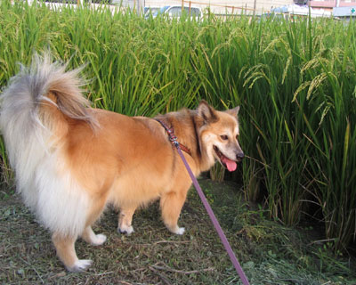 �O�ɂ˂����o�Ă������A���f�ł��Ȃ�