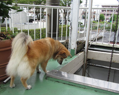 �̂����͓���