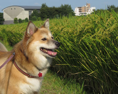 �W�����A����F���Ȃ��Ă���