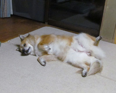 �悭��l�łЂ�����Ԃ��Ă���