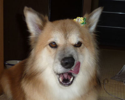 ���܂ł������̂ŁA�܂�����ɏo���ꂽ