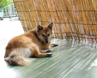 �X�����΂ɖҏ������O�Ăǂ��Ȃ́H