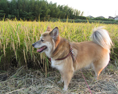 ������ɂ͏�������