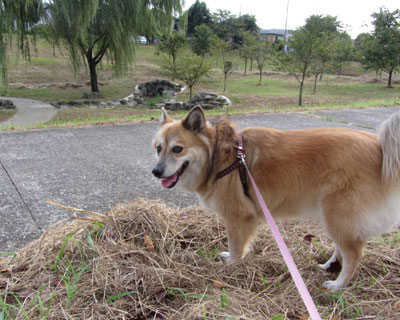 �����肠�Ƃ̂�����肪�C�ɂȂ�