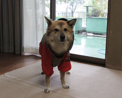 �J�b�p�Ōł܂�