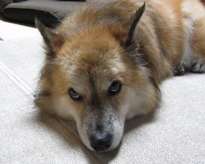 �G�ꂽ�s�@����