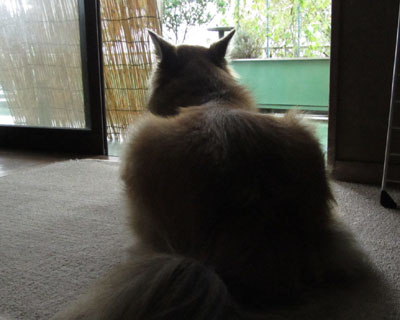 �J�͌������Ă�