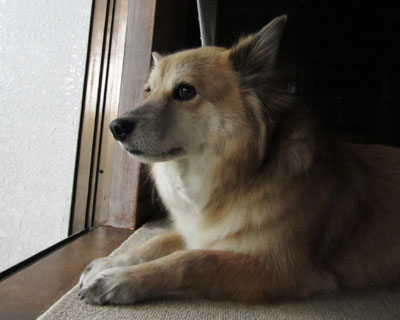 �s�V�̂�����