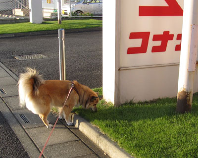 �����b�ɂȂ��Ă�R�i�J