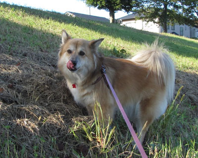 �J���V�J�̂悤�ɍ₪�D��