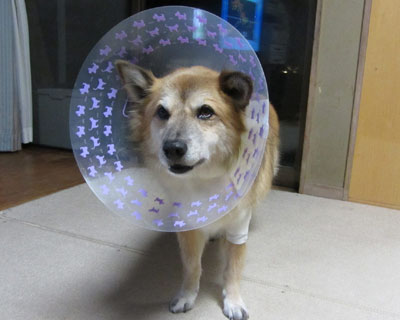 �C�{�Ǝ��΂��������