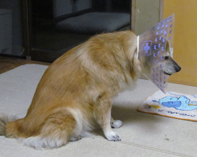 �����̂Ȃ���Ń��_���������