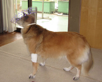 �p���{�������ƁA���̂܂܏�������Čł܂�