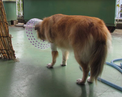 �������̋Ìł�����