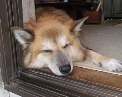 �p���{�������Ƃ�������