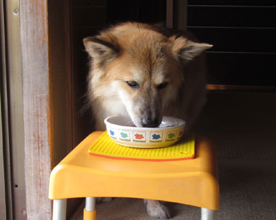 �����H�~���o�Ă���