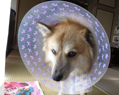 ���C�ɑ���������j���ĖD�������ꂽ