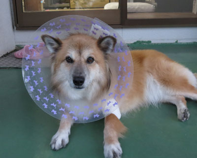 ���������Ĉ����a�C�������̂���