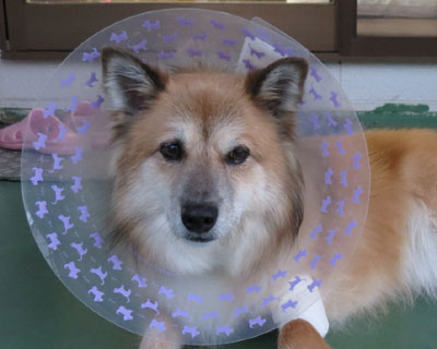 �O�͂�������ȂɈÂ��̂�