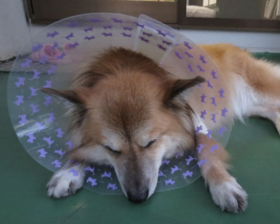 �V�Ԃ̂��Ǝv���Ă��Ă����̂�