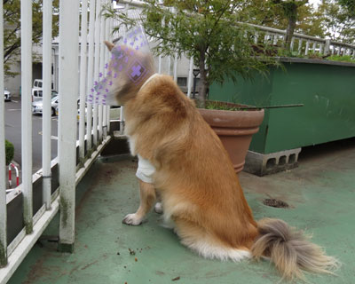 �炪�o���Ȃ�