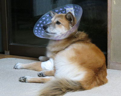 �Ï��̎����B��ɗ��p���ꂽ����������